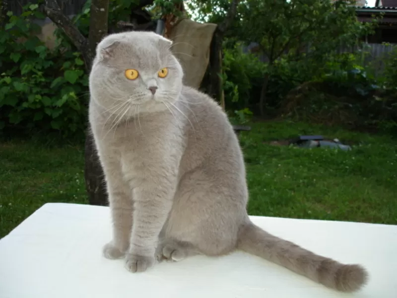 вязка.КОТ-Шотландский Вислоухий-лиловый-приглашает кошек на свидание. 6