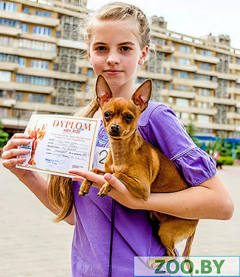 Предлагаю услуги хендлера