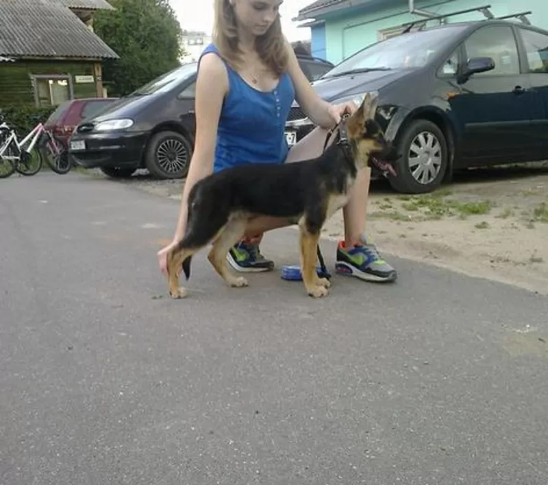 Предлагаю услуги хендлера 2