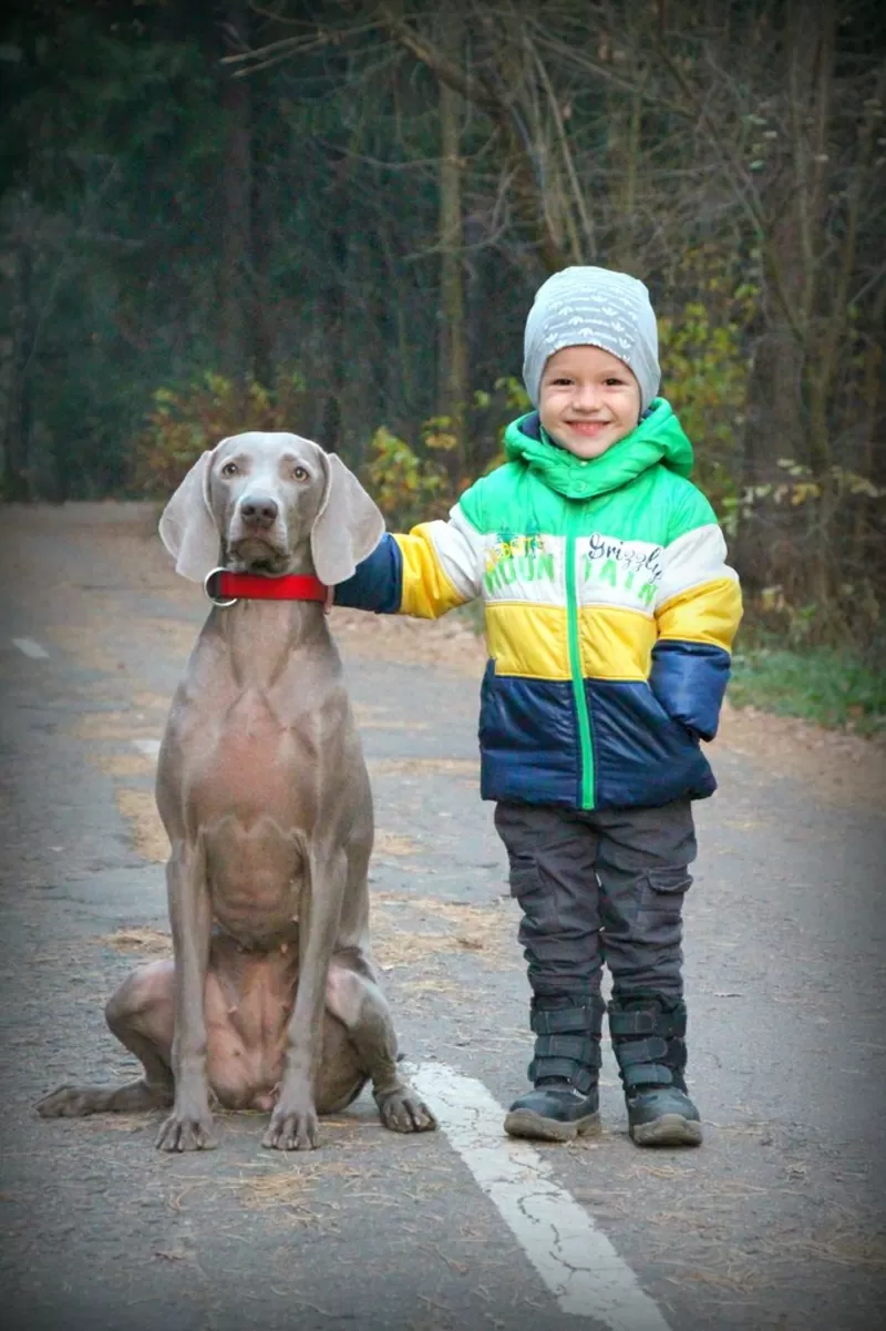 Веймаранер (WEIMARANER) щенки