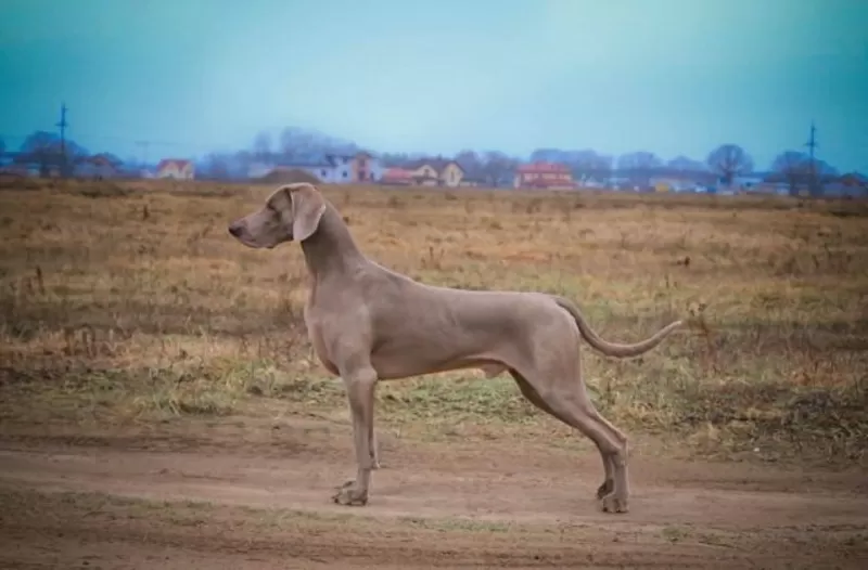 Веймаранер (WEIMARANER) щенки 3