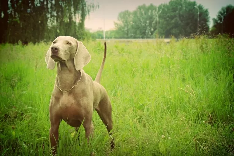 Веймаранер (WEIMARANER) щенки 5