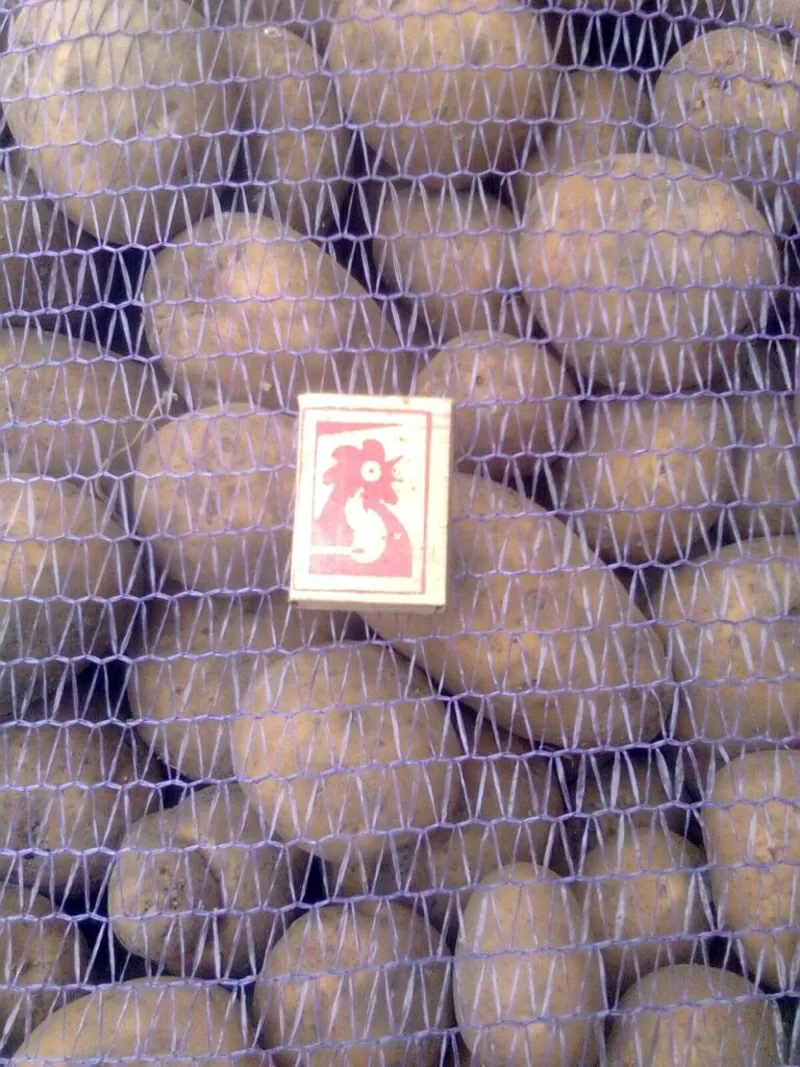 Картофель крупным оптом напрямую от производителя в Беларуси