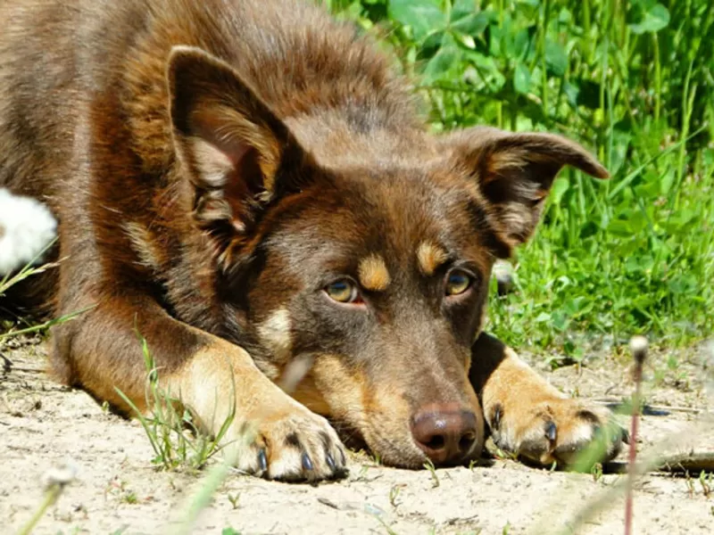 Шоколадный красавчик ищет дом,  в дар,  1 год 6