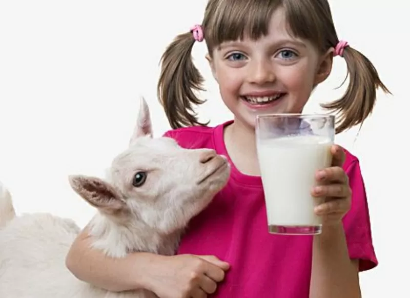 Вкусное козье молоко без запаха