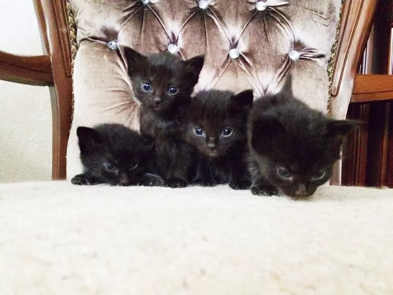 шоколадные котята от мамы Мейнкуна