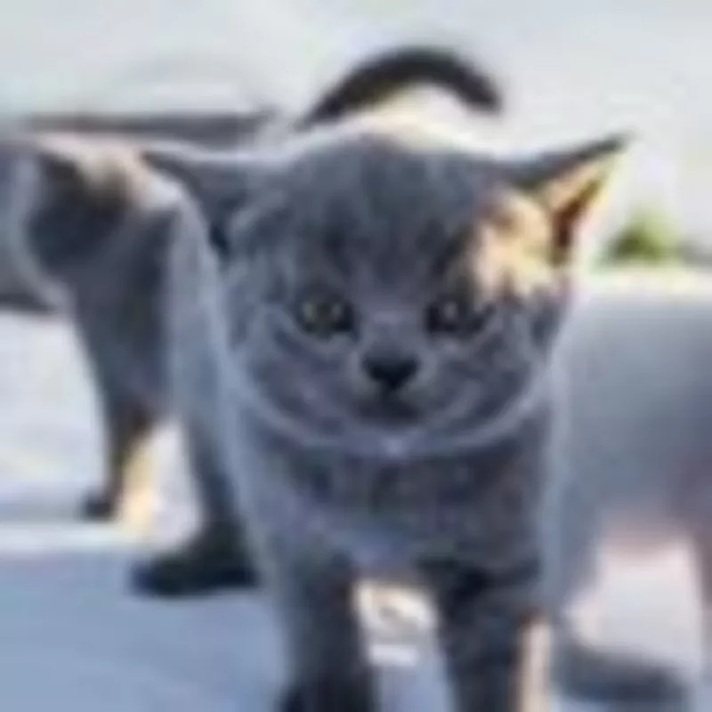 Предлогаю к резервированию и продаже британских короткошерстных котят  9
