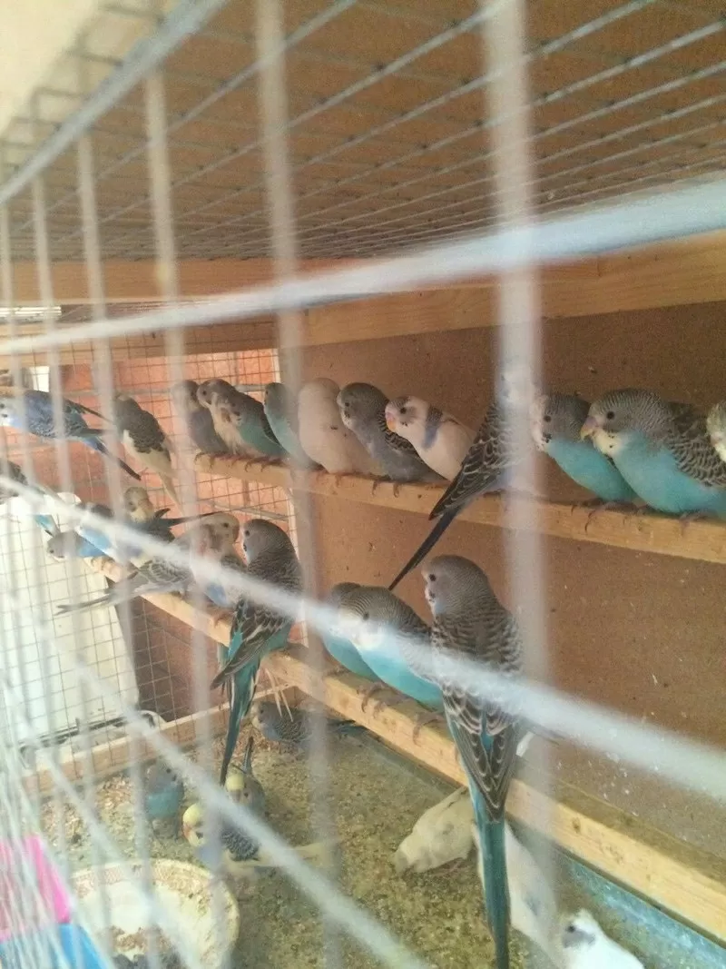 Продам птенцов волнистых попугаев.1-2 месяца 2