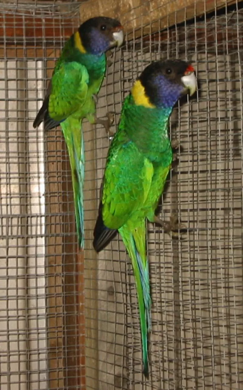 Продам попугаев розелл пенантовых(крупных)