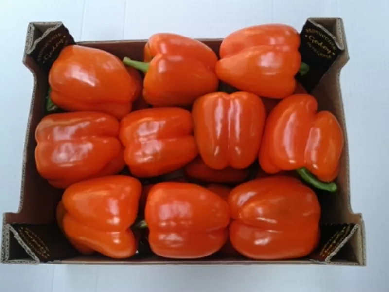 томаты, огурцы, перец, баклажан испанского происхождения  14
