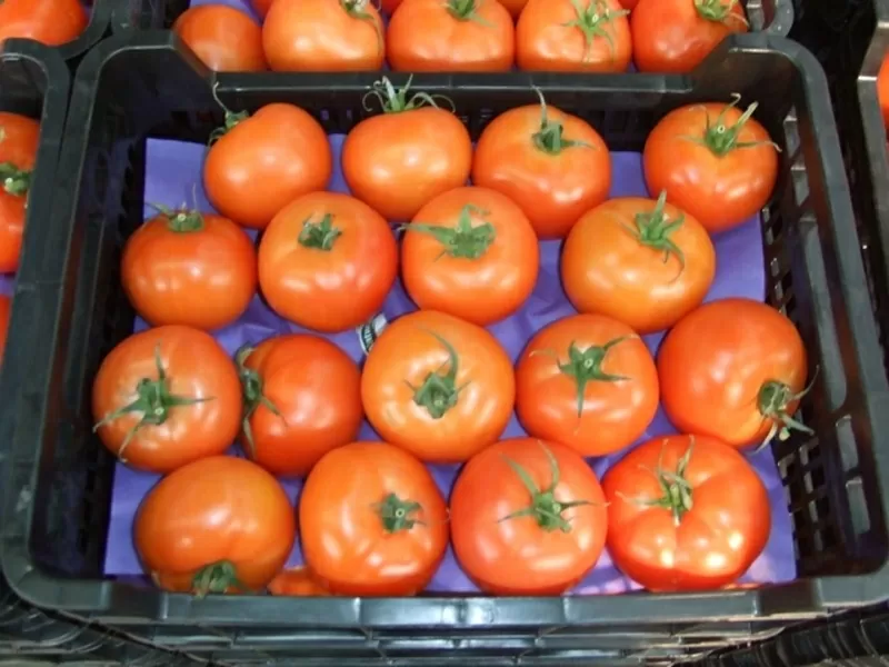 томаты, огурцы, перец, баклажан испанского происхождения  20