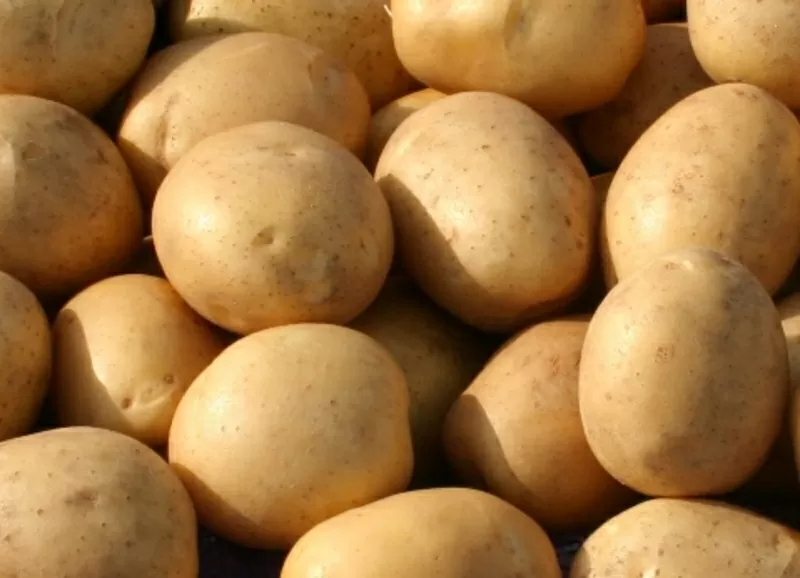Продажа семенного и продовольственного картофеля