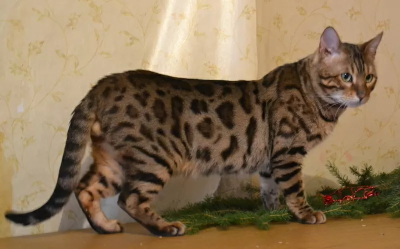 Бенгальские котята,  коты,  кошки,  от чемпиона породы шикарное потомство 5