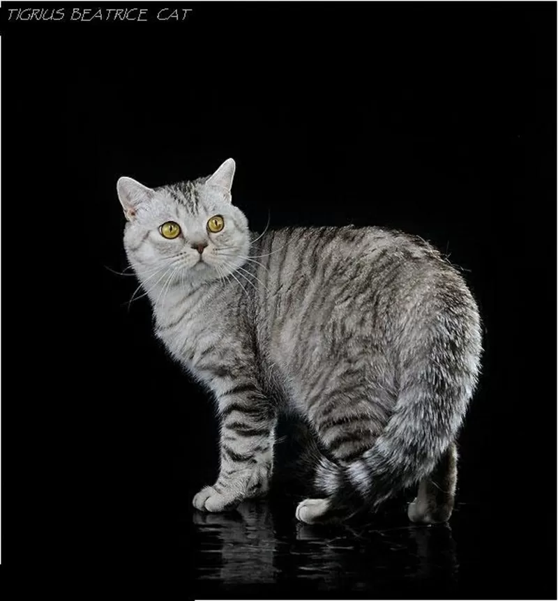 Вязка кота (шотландский скоттиш страйт) 5