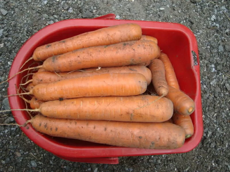 Продам морковь тупоносую с чернозема