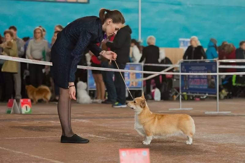 груминг выставочный и домашний. стрижка собак и котов 7