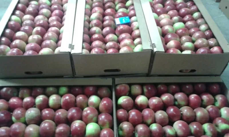 Яблоко от производителя 