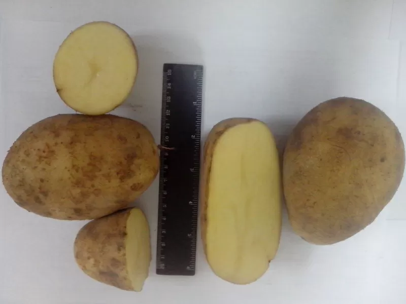 картофель - спец предложение 4