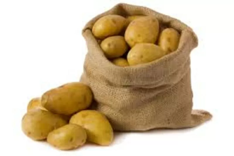 Закупаем картофель 5+ 