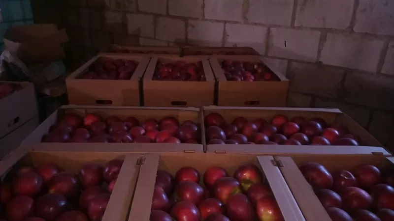 Компания на постоянной основе закупает яблоки(КРАСНЫХ сортов)