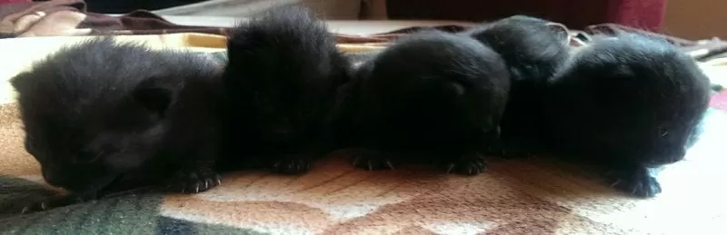 Отдам бесплатно чёрных котят,  чёрные коты в доме к счастью. 2