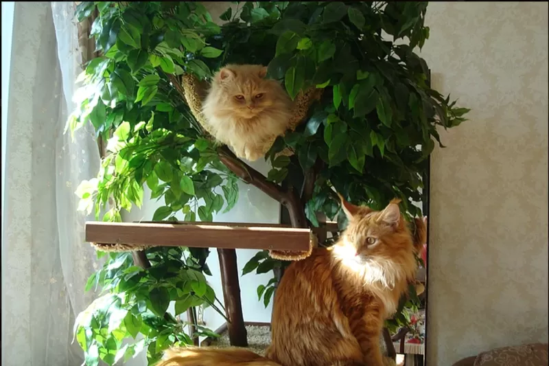 Домик для кошек из дерева 8