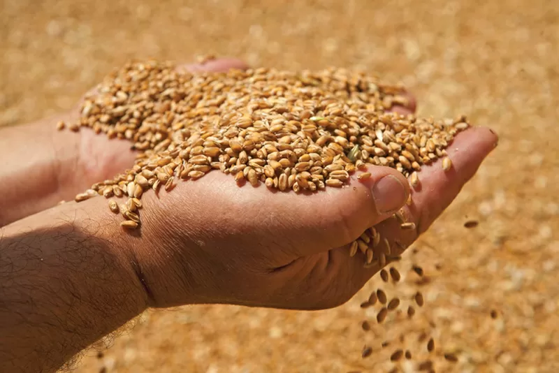 Организация купит зерно фуражное.