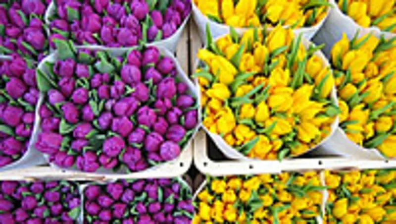 Цветы. Голландские Тюльпаны к 8 марта оптом от производителя. 6