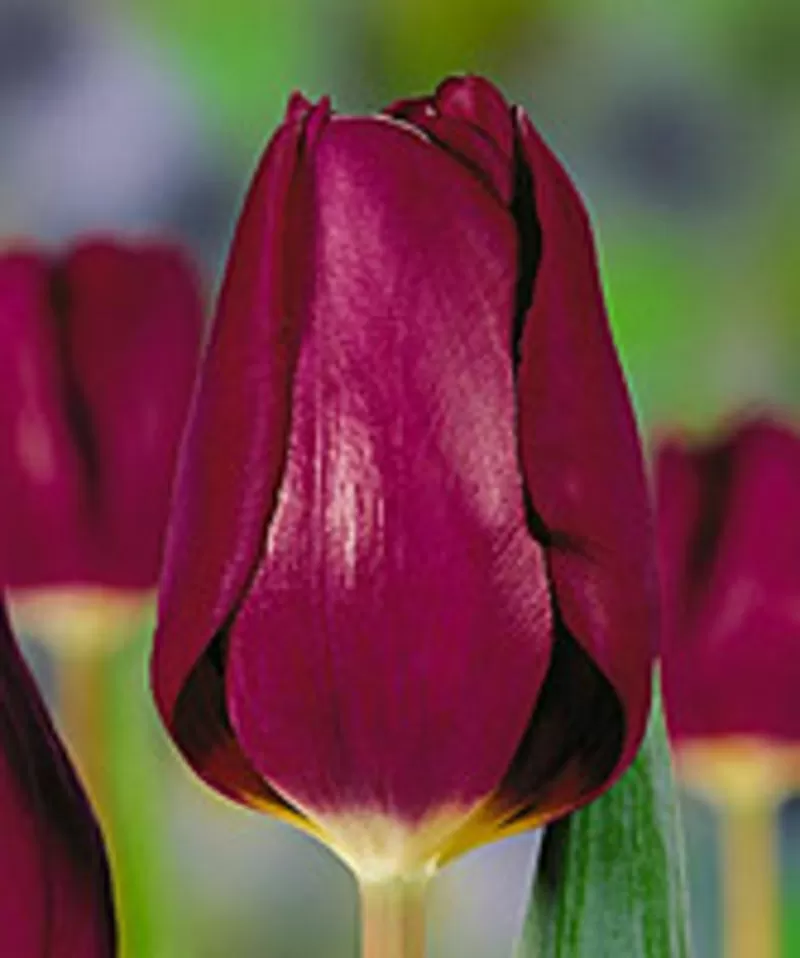 Цветы. Голландские Тюльпаны к 8 марта оптом от производителя. 8