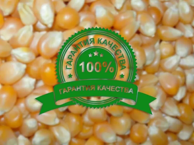 Семена кукурузы оптом в беларуси от производителя