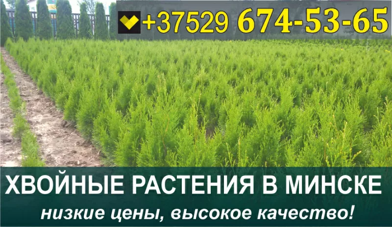Растения хвойные в Минске. Низкие цены