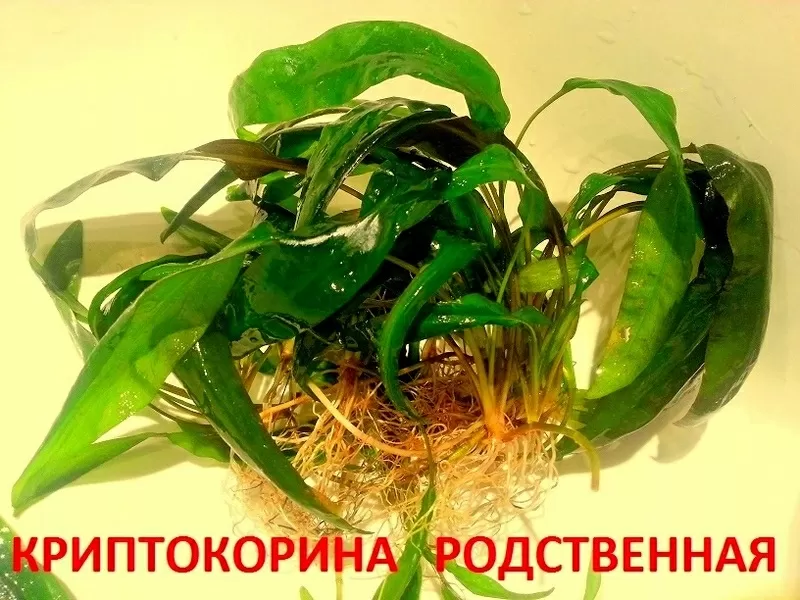 Микронтемум  тенистый  и др. растения -- НАБОРЫ растений для запуска. ПОЧТОЙ и МАРШРУТКОЙ отправлю. 5