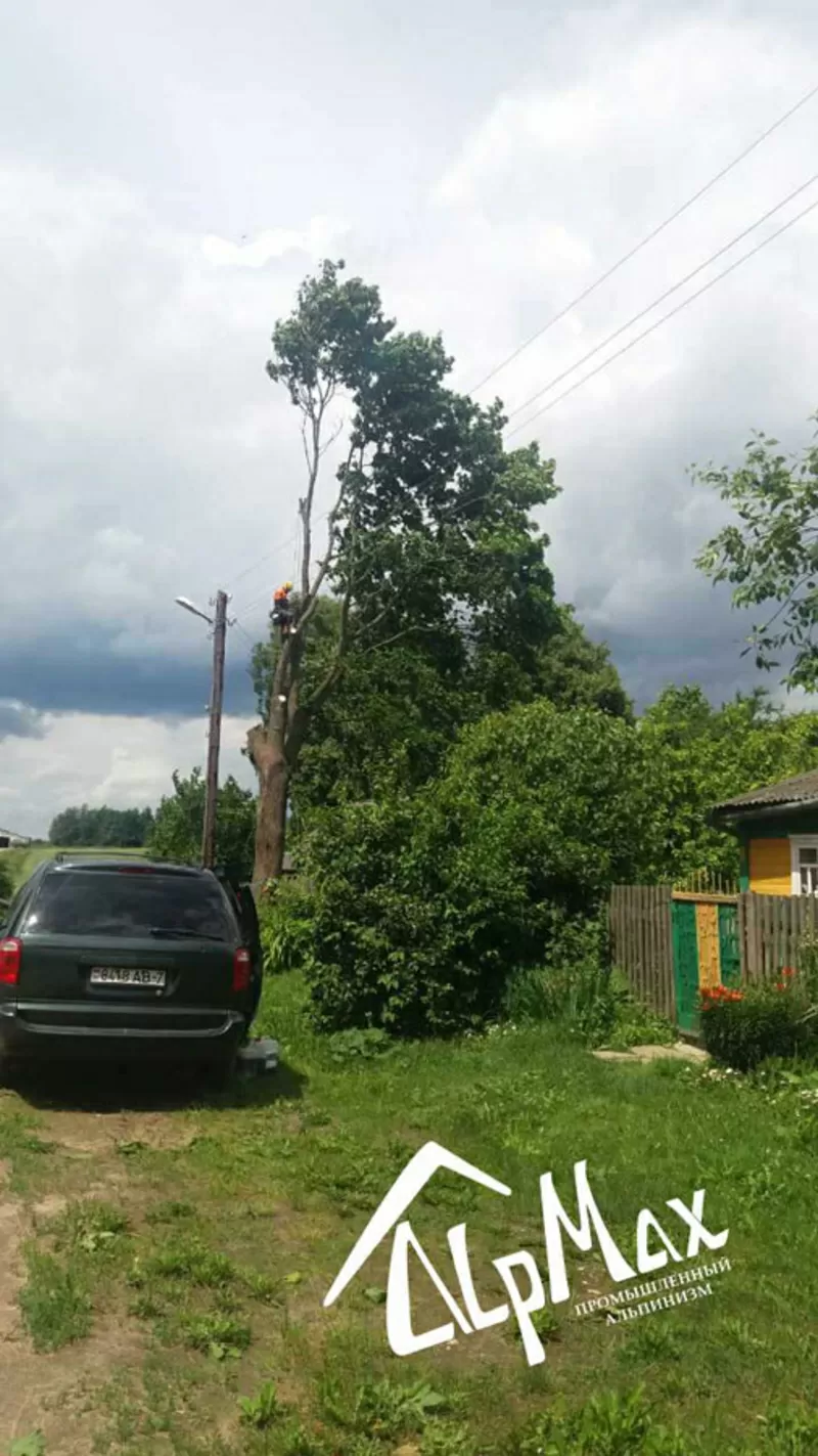 Спилим аварийное дерево