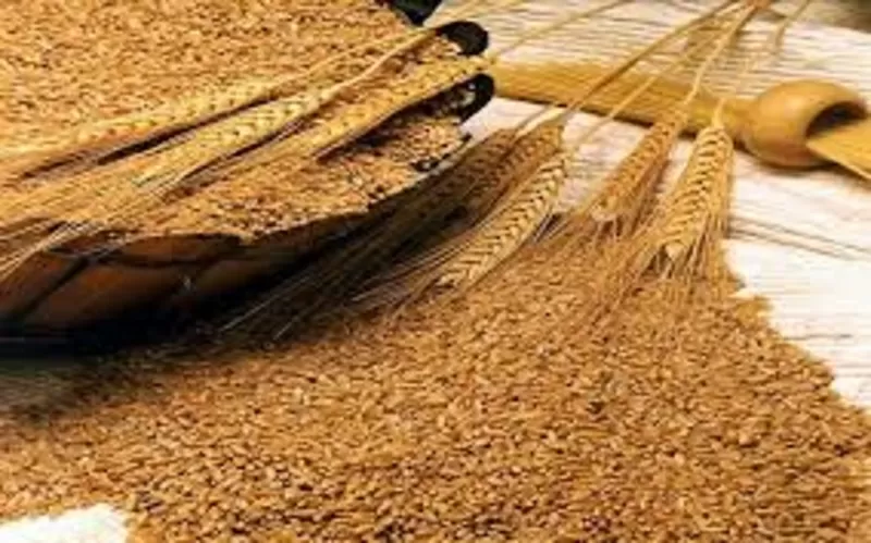 Организация на постоянной основе закупает зерно фуражное ( пшеница)