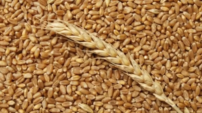 Организация на постоянной основе закупает зерно фуражное ( рожь)