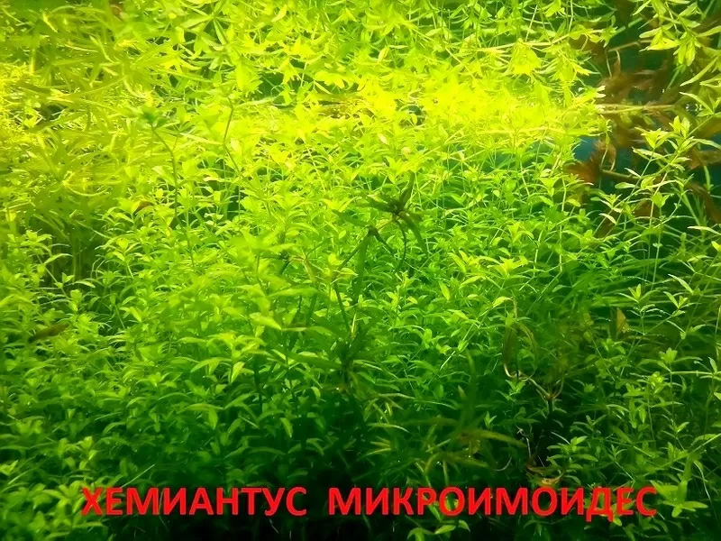 Хемиантус  микроимоидес  и др. растения -- НАБОРЫ растений для запуска акваса. ПОЧТОЙ и МАРШРУТКОЙ перешлю, 
