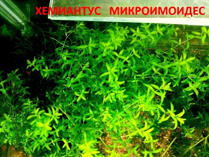 Хемиантус  микроимоидес  и др. растения --- НАБОРЫ растений для запуска акваса. ПОЧТОЙ и МАРШРУТКОЙ перешлю, 