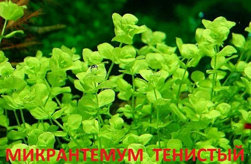 Микронтемум  тенистый  и др. растения - НАБОРЫ растений для запуска. ПОЧТОЙ и МАРШРУТКОЙ перешлю, 