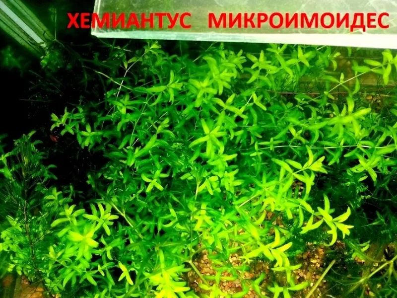Хемиантус микроимоидес. НАБОРЫ растений для запуска. ПОЧТОЙ вышлю.- 2