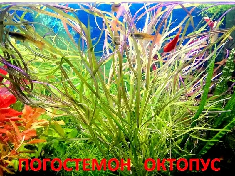 Погестемон октопус и др. растения. НАБОРЫ растений для запуска акваса