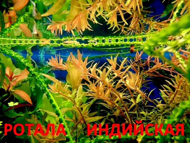 Ротала и др. растения. НАБОРЫ растений для запуска акваса. ПОЧТОЙ и МА