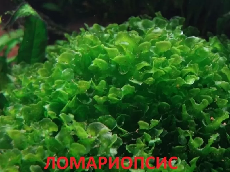 Ломариопсис. НАБОРЫ растений для запуска акваса. ПОЧТОЙ отправлю почт1