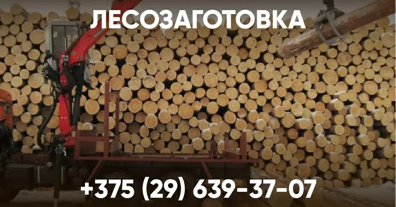 Лесозаготовка. Беларусь