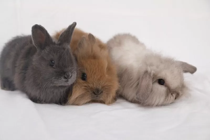 Кролики разных видов и породы 4