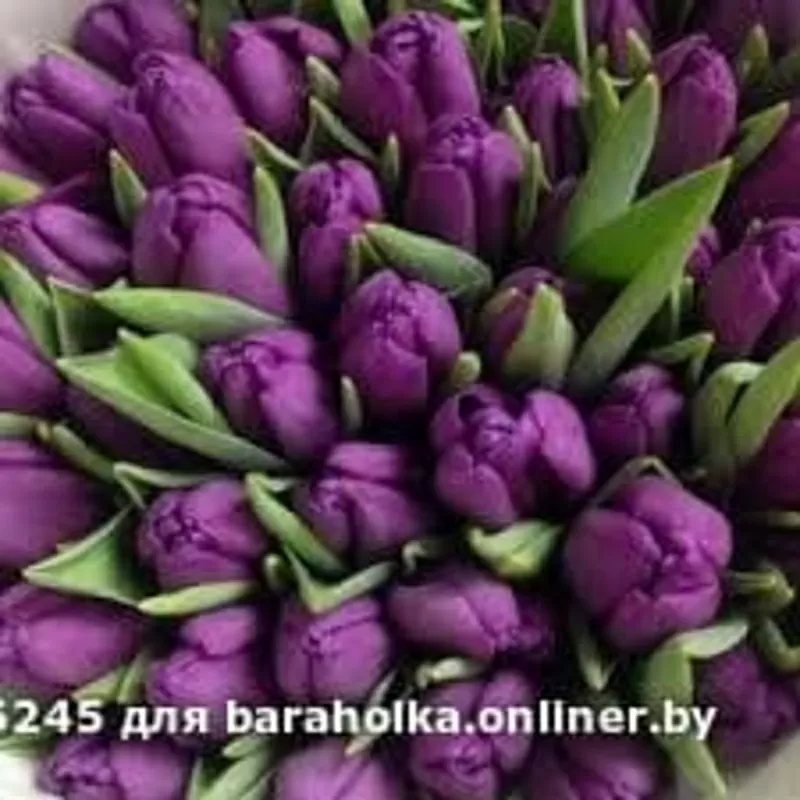 Тюльпаны оптом и в розницу в Минске 4