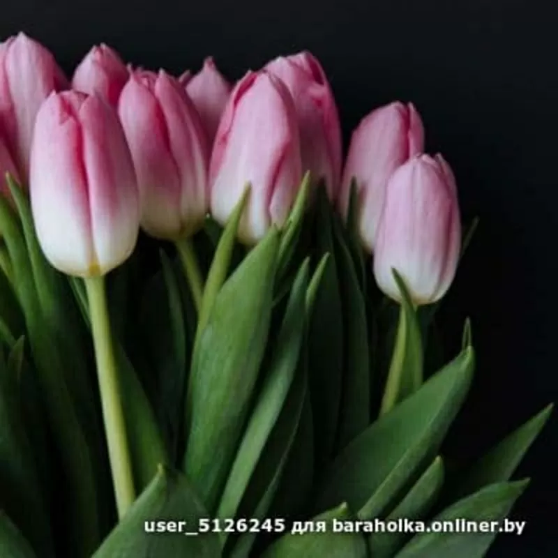Тюльпаны свежие оптом и в розницу к 8 марта. 2