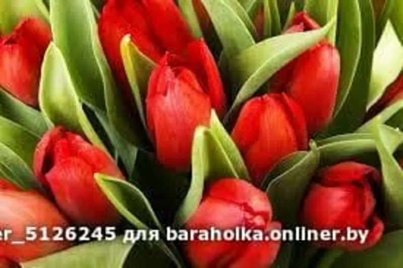 Тюльпаны свежие оптом и в розницу к 8 марта. 3