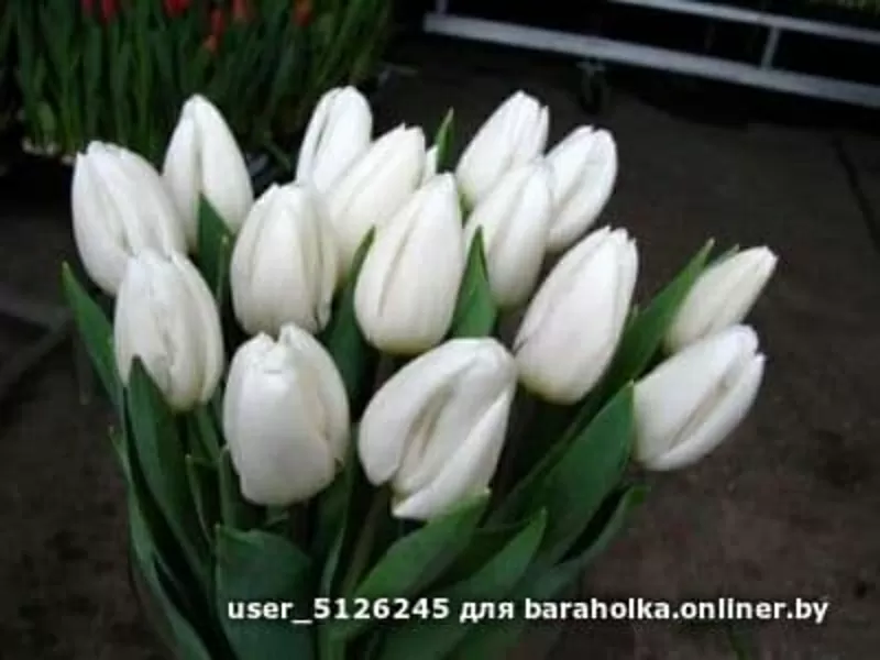 Тюльпаны свежие оптом и в розницу к 8 марта. 4