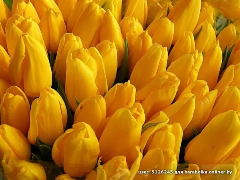 Тюльпаны свежие оптом и в розницу к 8 марта. 5