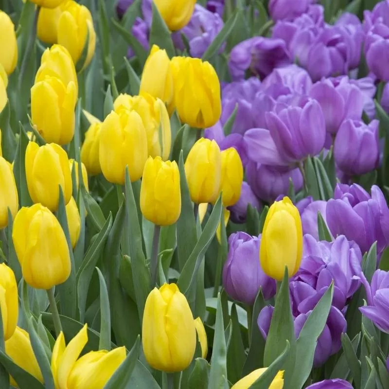 Букеты,  тюльпаны к 8 марта оптом и в розницу